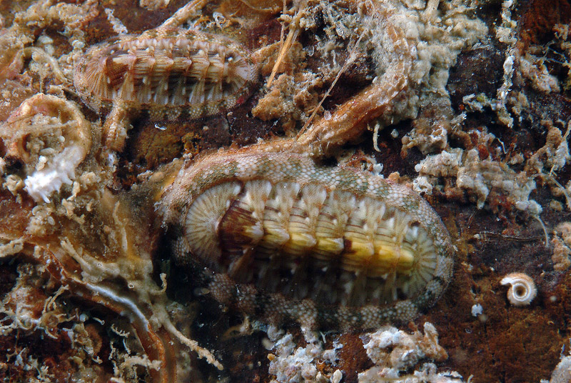 Piccoli di Chiton olivaceus